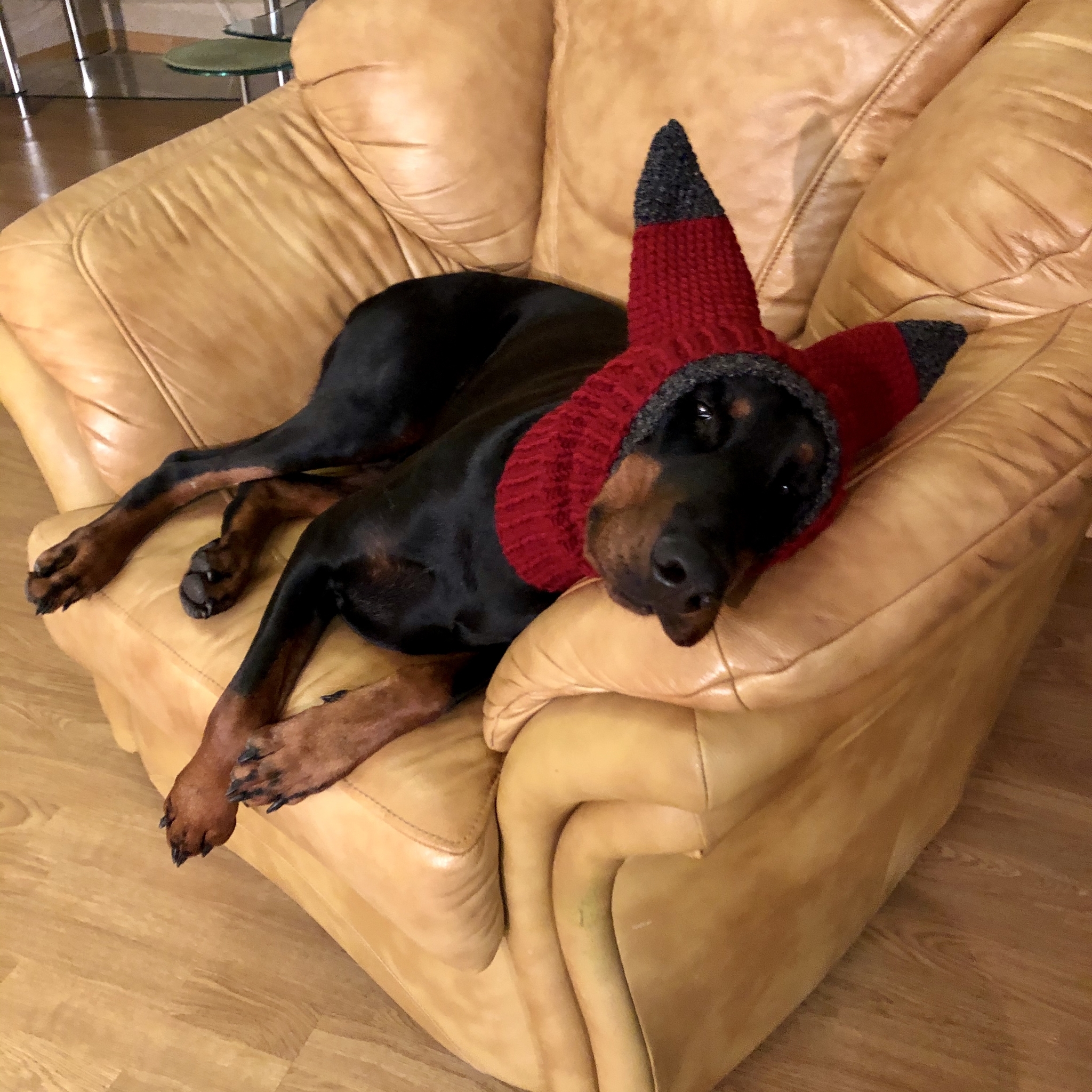 New custom-made hat for a freezing dog - My, Doberman, Dog days, Knitting, Clothes for animals, Needlework without process, Longpost