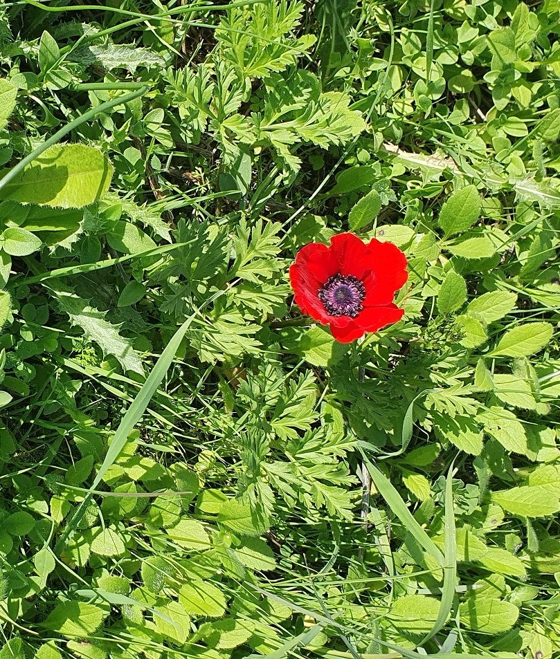 Ten days until the New Year - My, New Year, Israel, Walk, Mushrooms, cat, On foot, The photo, Longpost