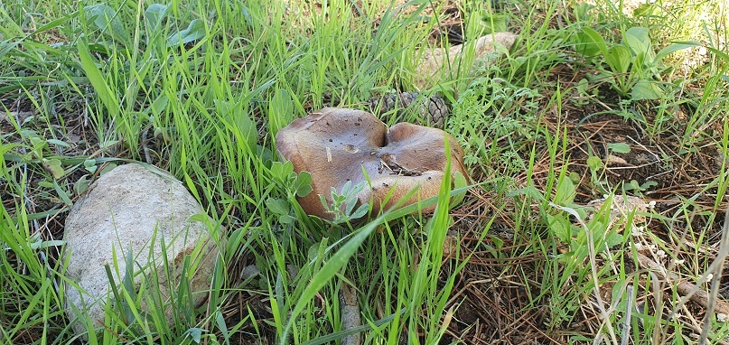 Ten days until the New Year - My, New Year, Israel, Walk, Mushrooms, cat, On foot, The photo, Longpost