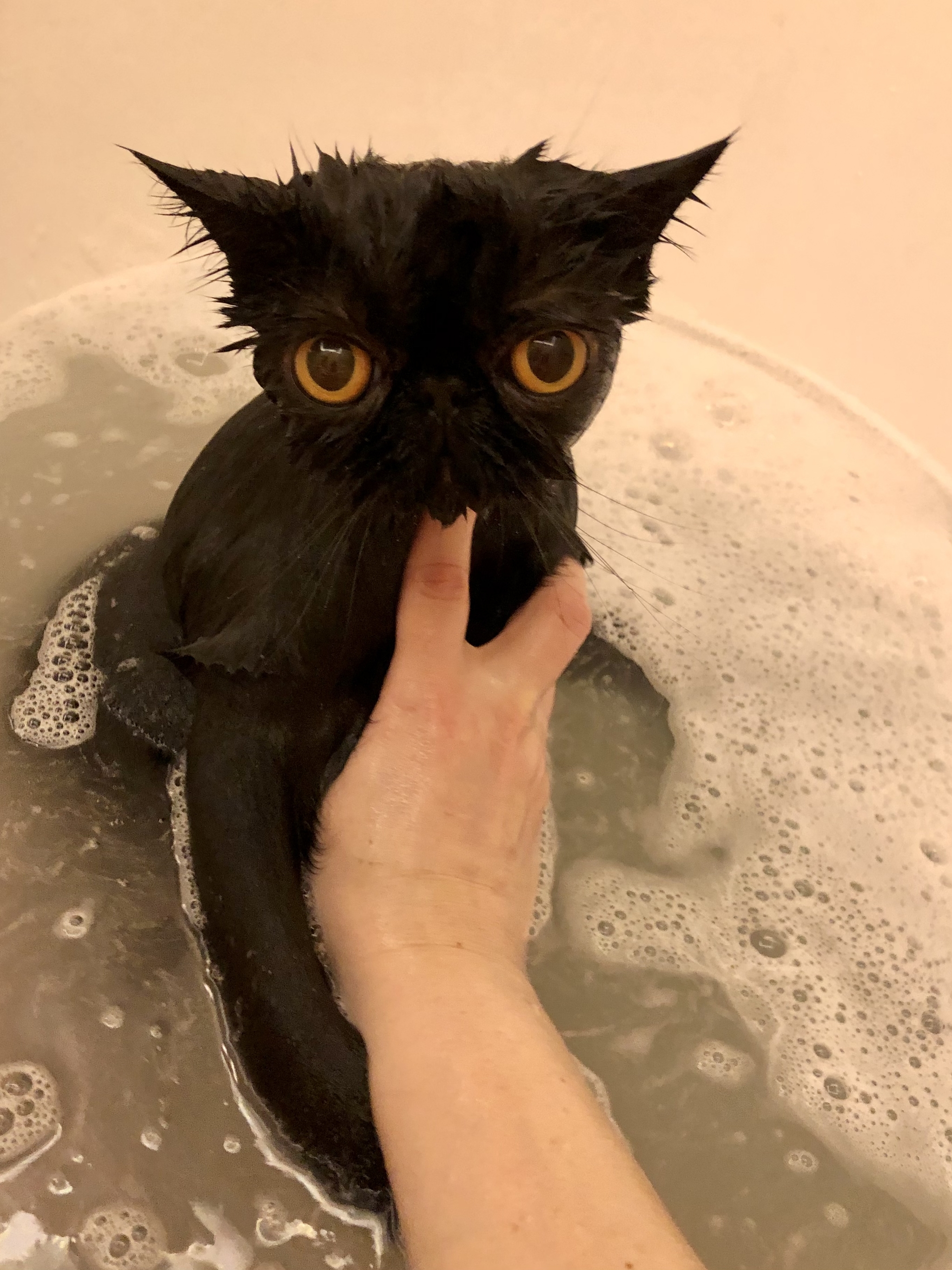 bath day - My, cat, Bath day, Exot, Longpost, Bathing, Black cat, Bathing