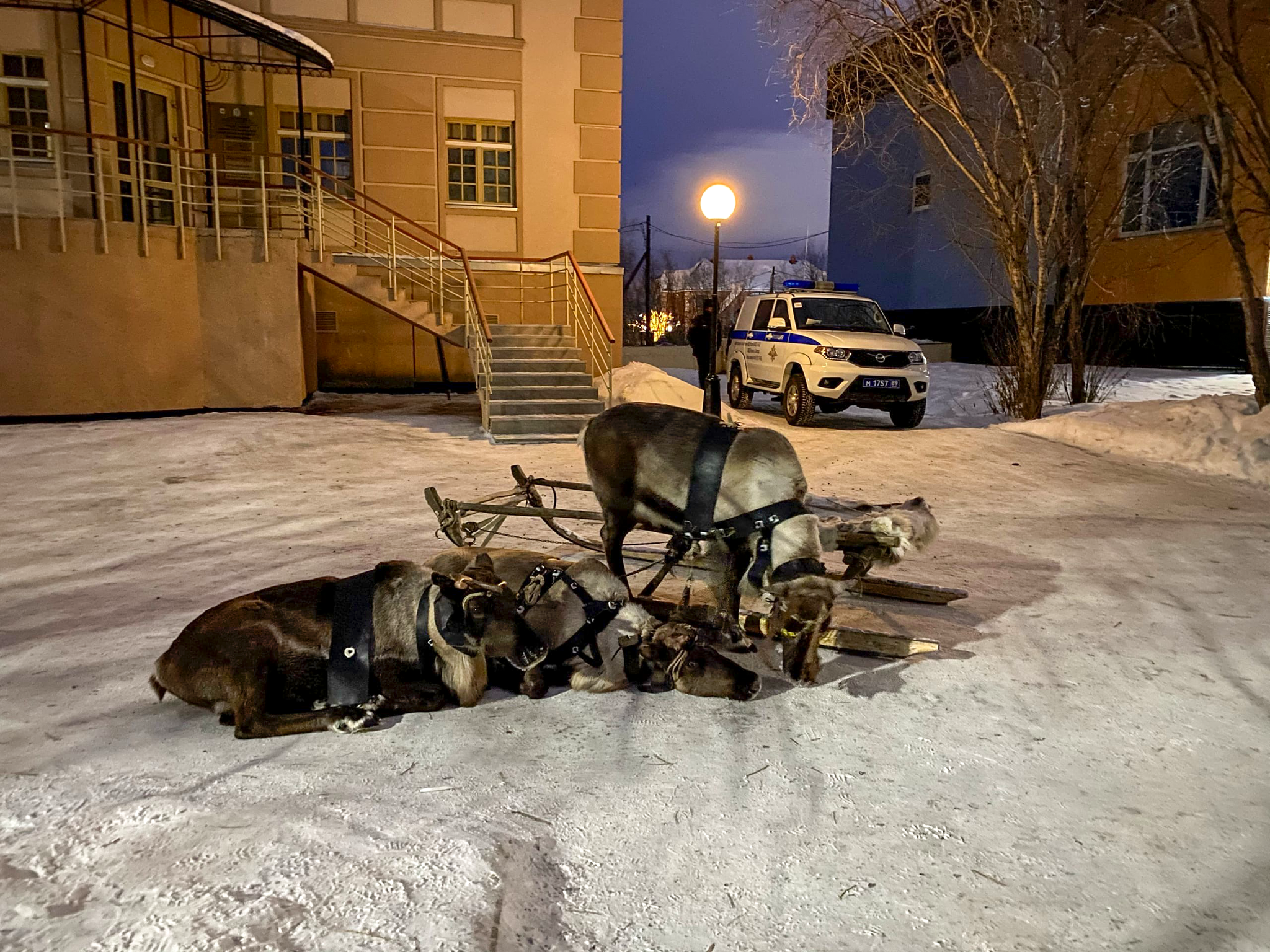 Хотелось написать: придумайте подпись к фотографии. Но не буду провоцировать - Моё, Новый Год, Россия, Север, Ямал, Животные, Олени, Зима, Парковка, ПДД, Машина, Дед Мороз, Салехард, Скриншот