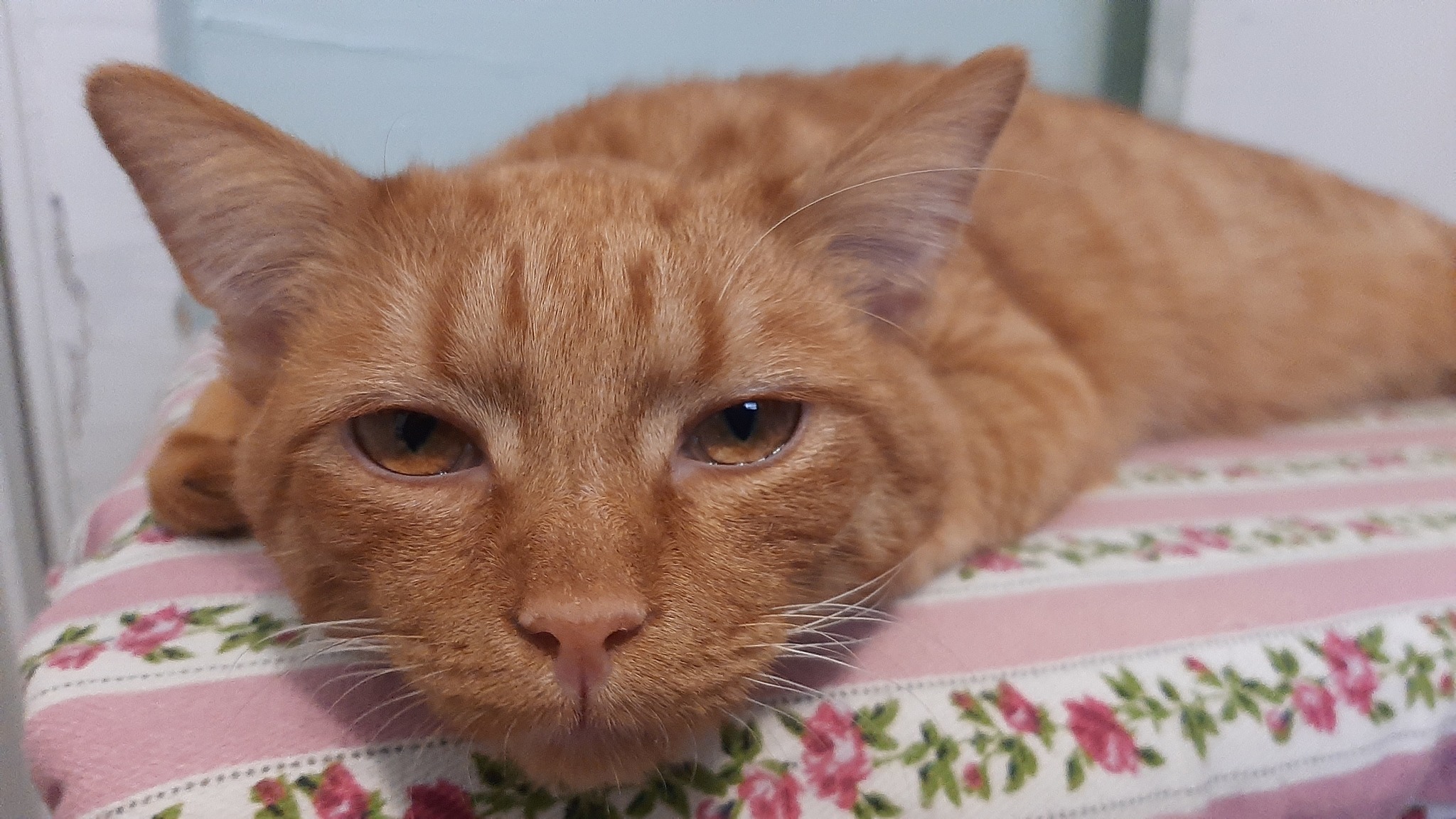 This handsome redhead needs a home! Lugansk region - My, cat, Kittens, In good hands, No rating, Lugansk region, Video