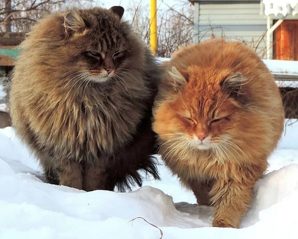 Fur balls in your feed - Siberian cat, Fluffy, Winter, Longpost, cat