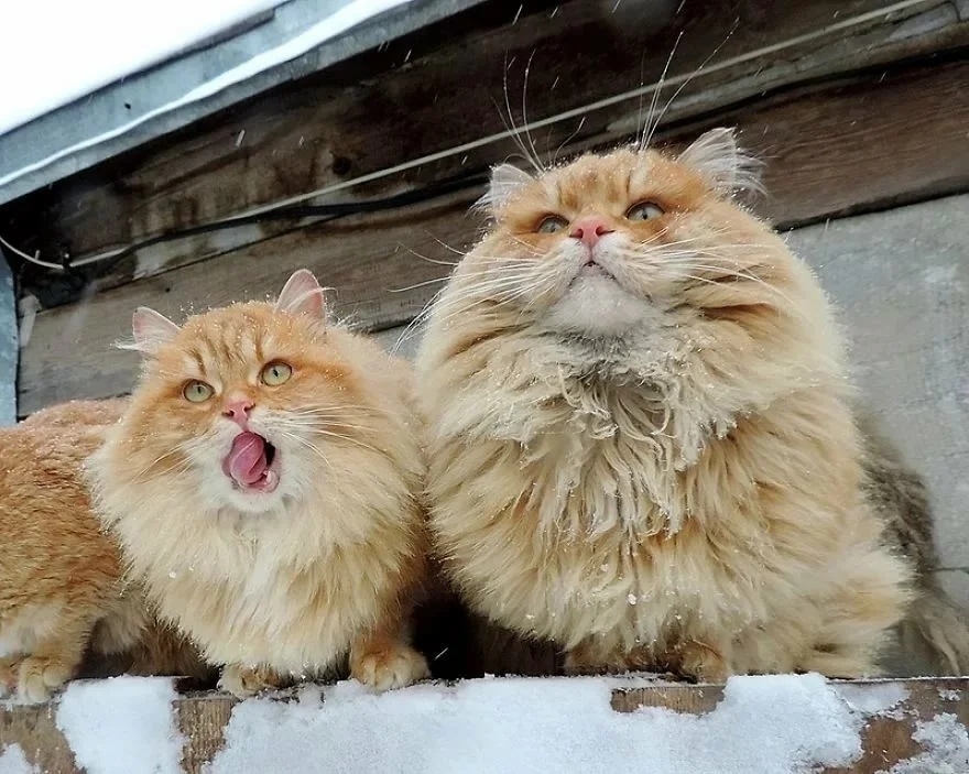 Fur balls in your feed - Siberian cat, Fluffy, Winter, Longpost, cat