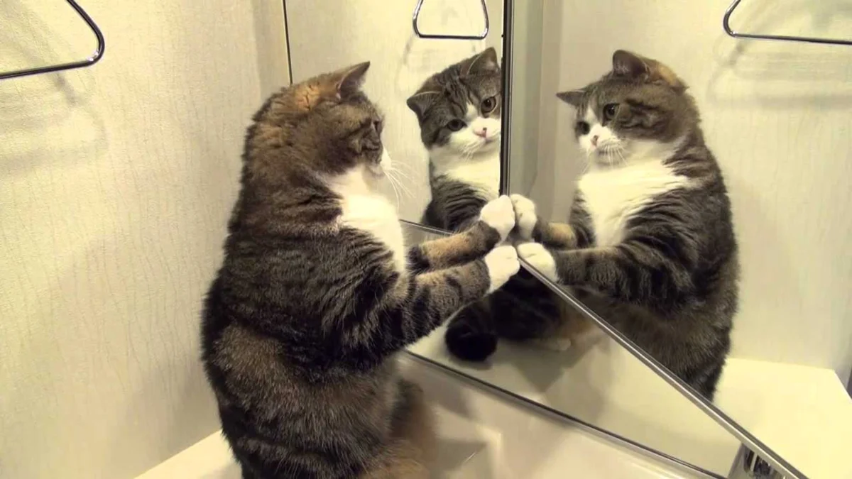 Что думают разные животные, когда видят себя в зеркале? Зеркальный тест |  Пикабу