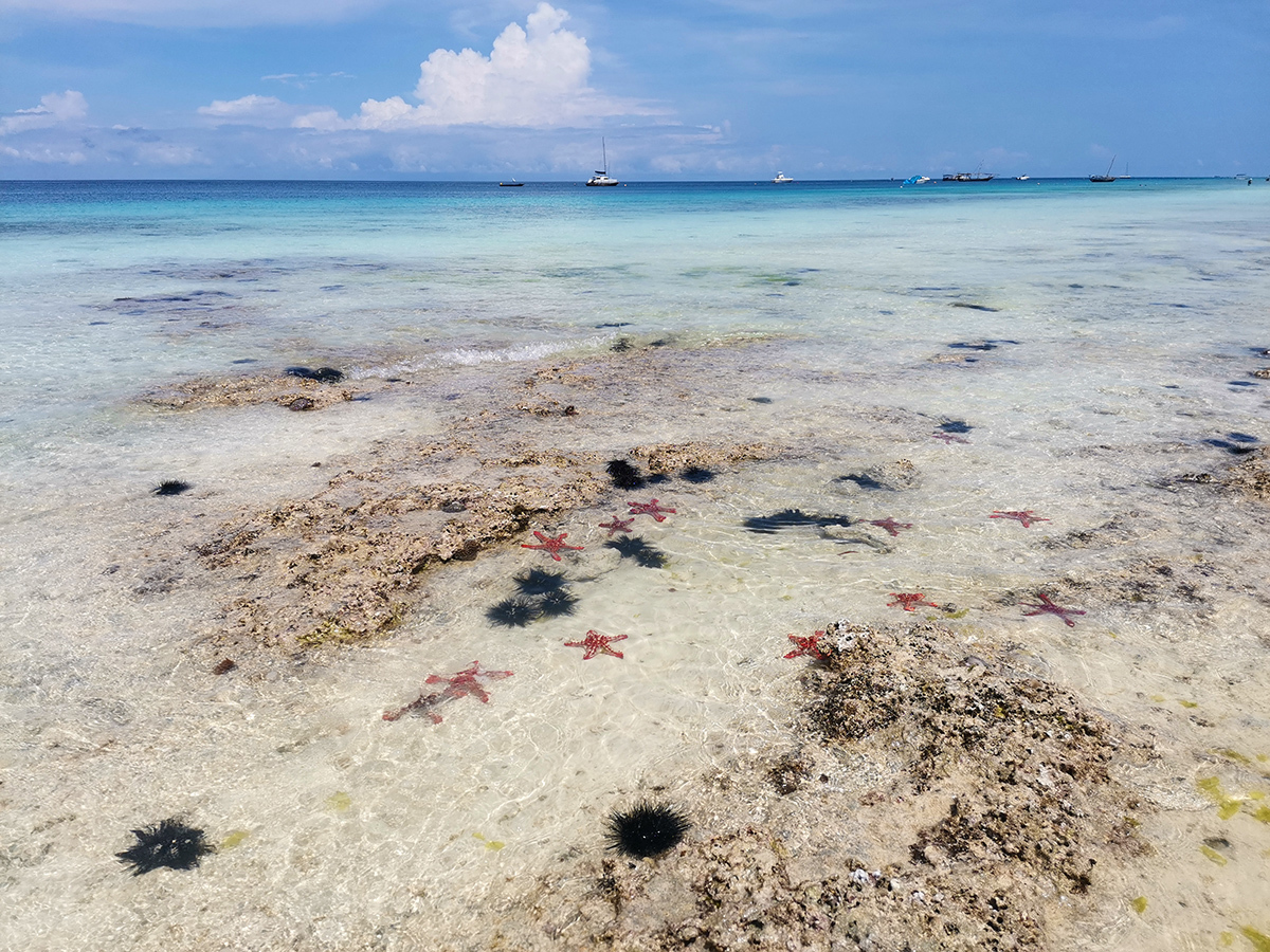 The stars rushed to Zanzibar - My, Africa, Zanzibar Island, Travels, Wild tourism, People, Relaxation, Longpost