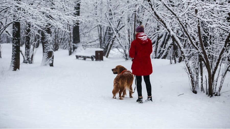 I really want a winter like this! - Winter, Snow