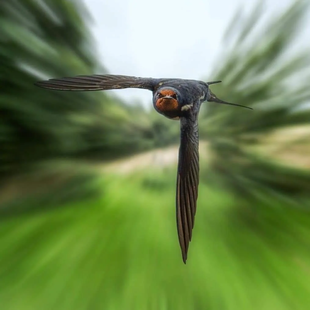 Flight of the Barn Swallow - Birds, Martin, Flight