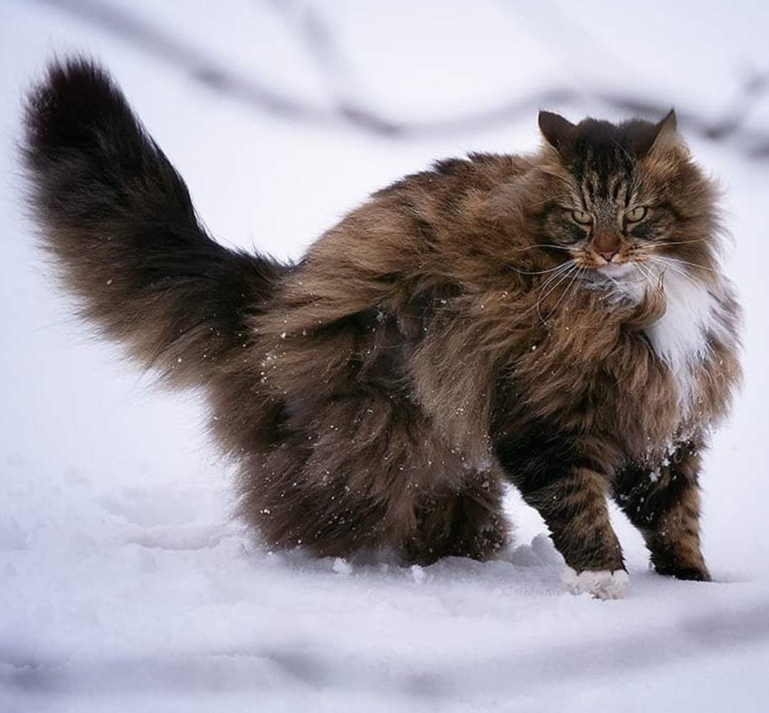 Сибирская кошка хвост