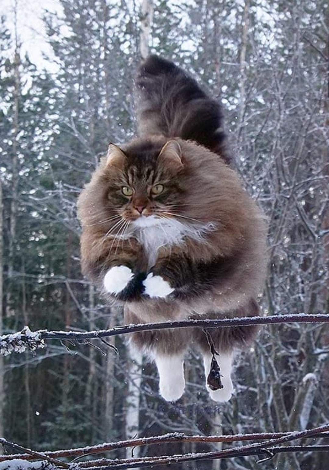 G - gracefulness - Siberian cat, Gracefulness, Longpost, cat, Fluffy, Tail