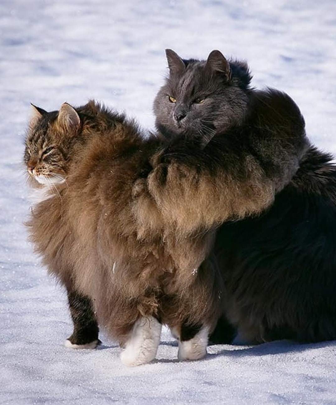 G - gracefulness - Siberian cat, Gracefulness, Longpost, cat, Fluffy, Tail