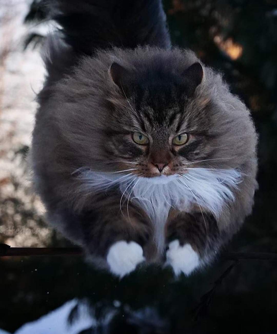 G - gracefulness - Siberian cat, Gracefulness, Longpost, cat, Fluffy, Tail