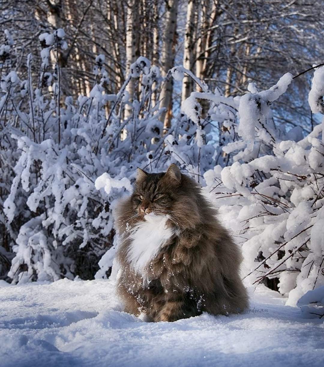 G - gracefulness - Siberian cat, Gracefulness, Longpost, cat, Fluffy, Tail