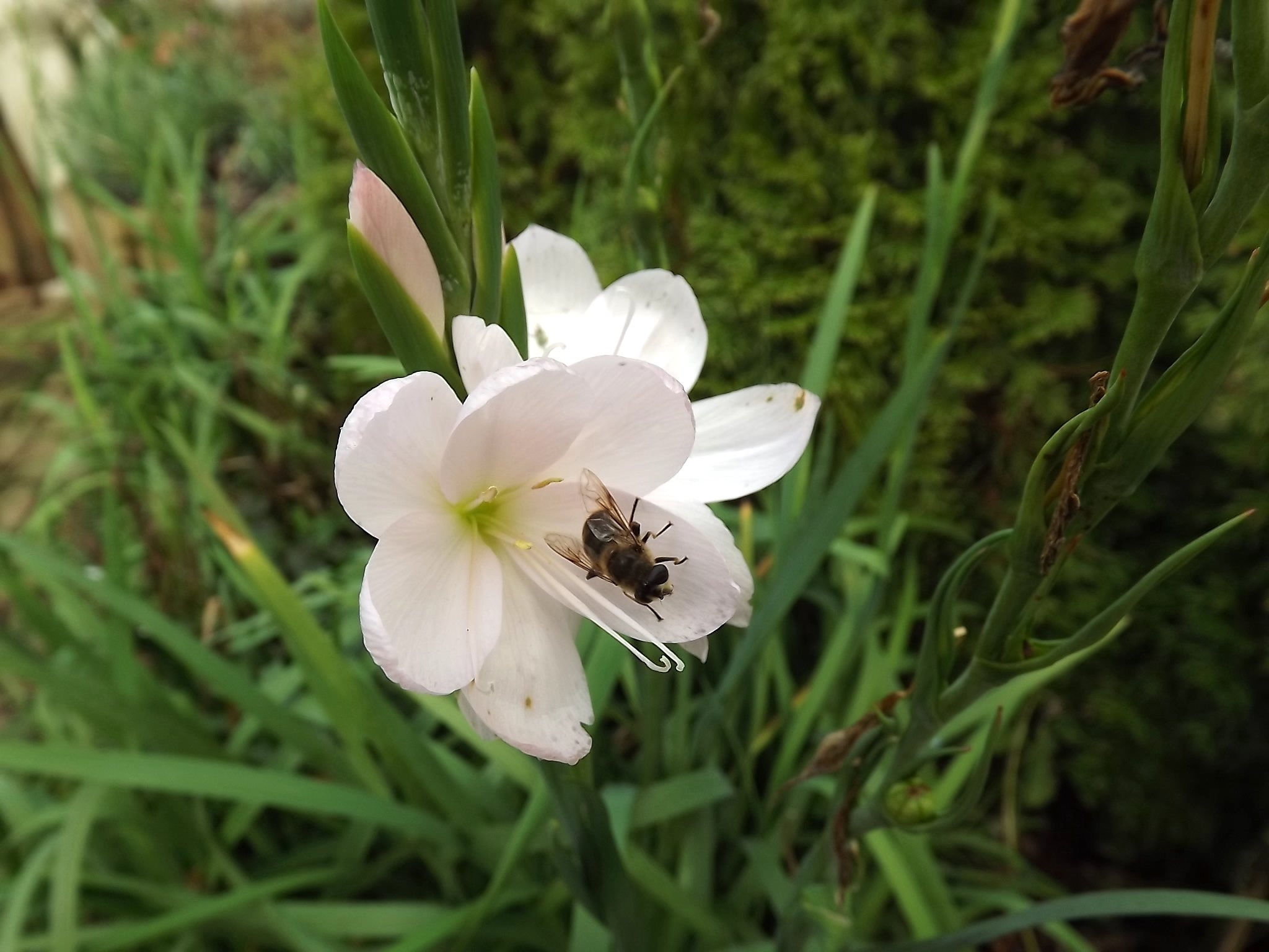 Shop for the soul - My, Gardening, Ireland, Longpost