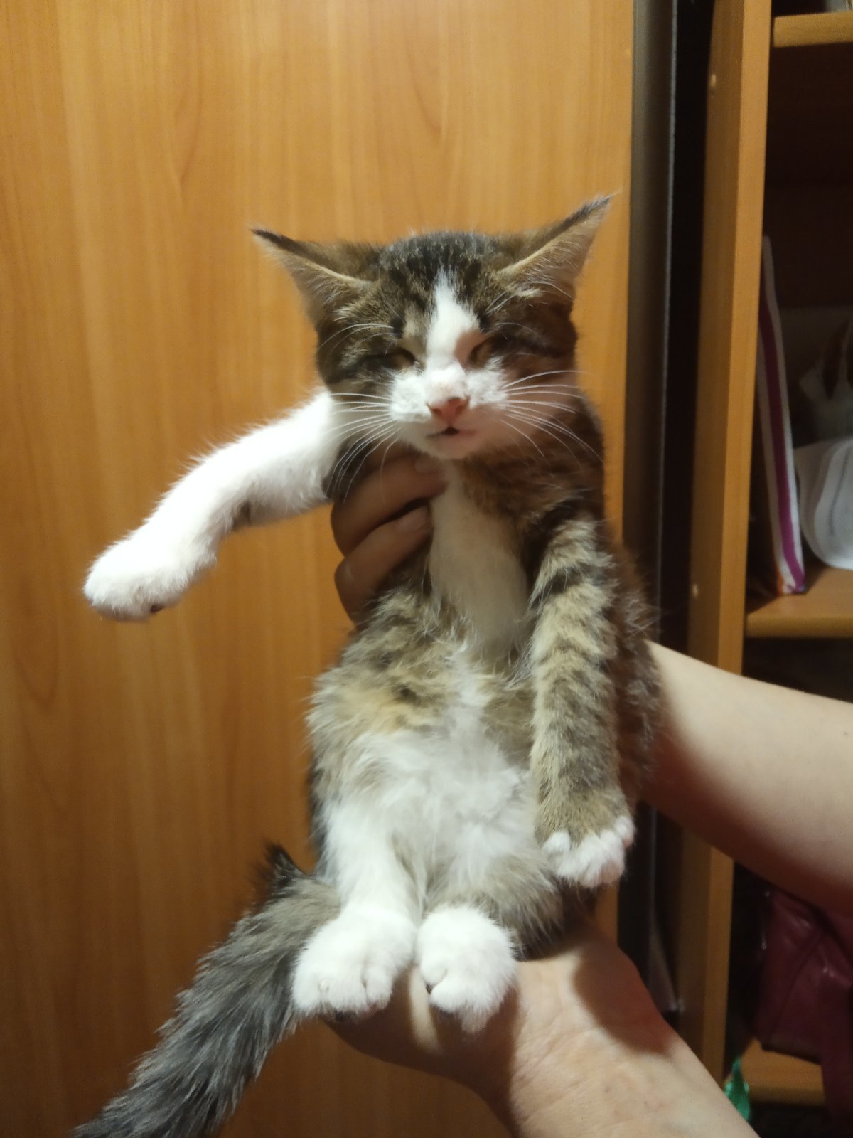 Kind people, help me find a home for a blind kitten! - My, Kittens, In good hands, Longpost, cat, Nizhny Novgorod, No rating