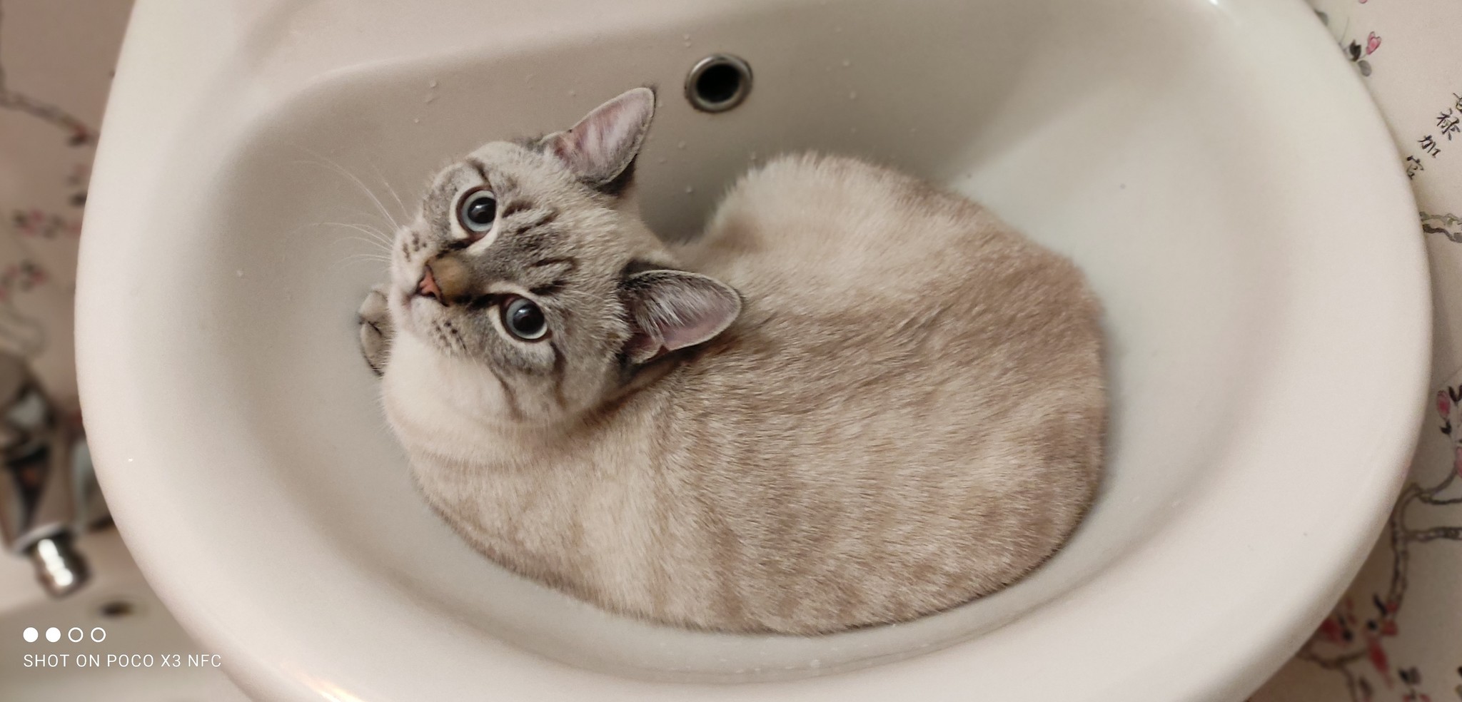 Insolent woolly muzzle - My, cat, Sink, The photo, Impudence