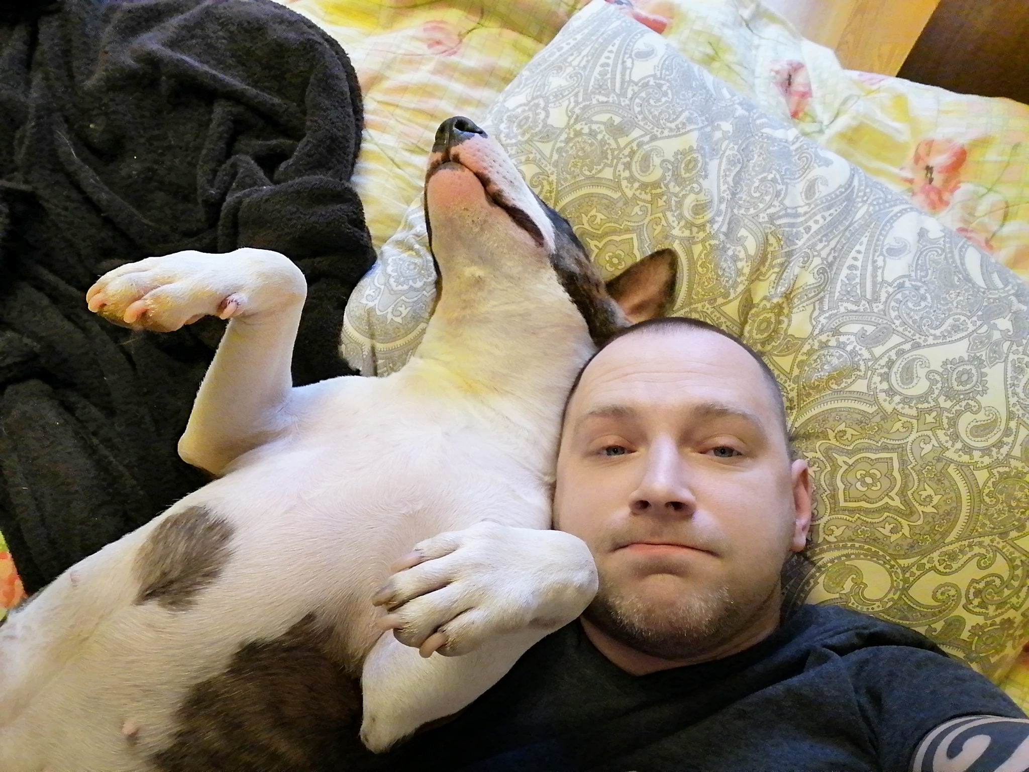 In sorrow and in joy - My, Bull terrier, Dog, Cold, Dream, Laziness