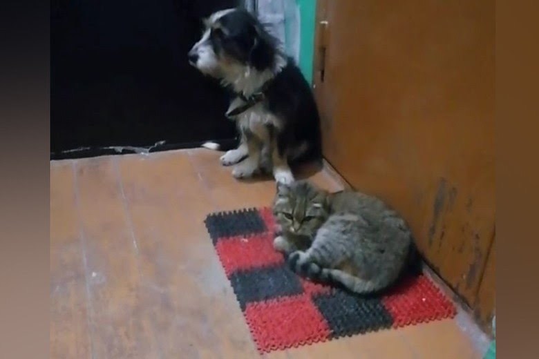 Two years under the door of the apartment after the death of the owner - Cats and dogs together, Devotion, Video