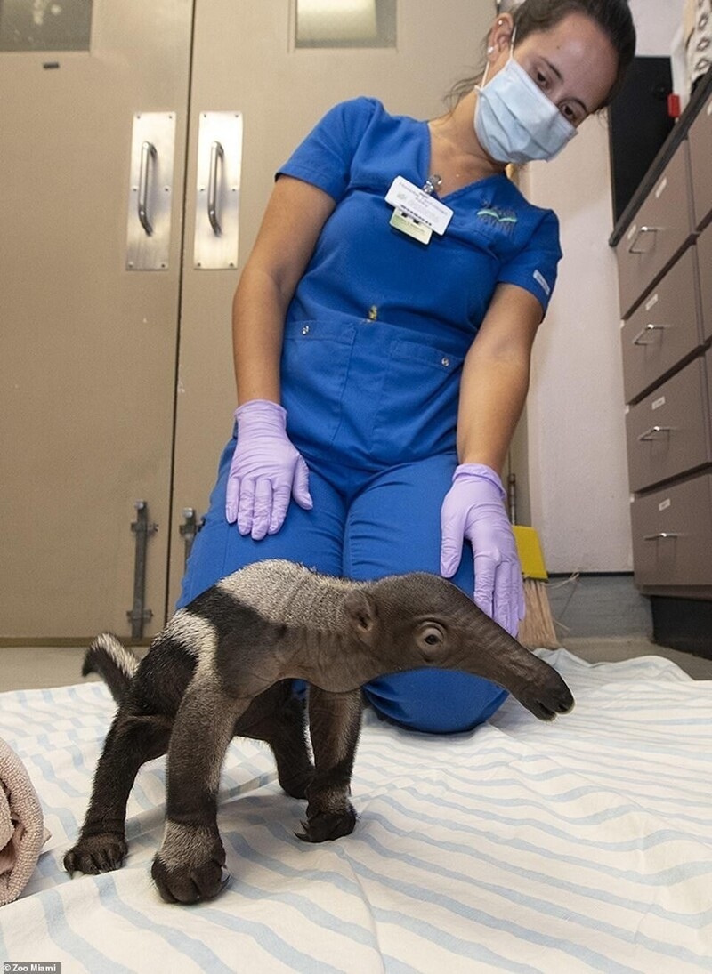 Обычный Россиянин 1 января | Пикабу