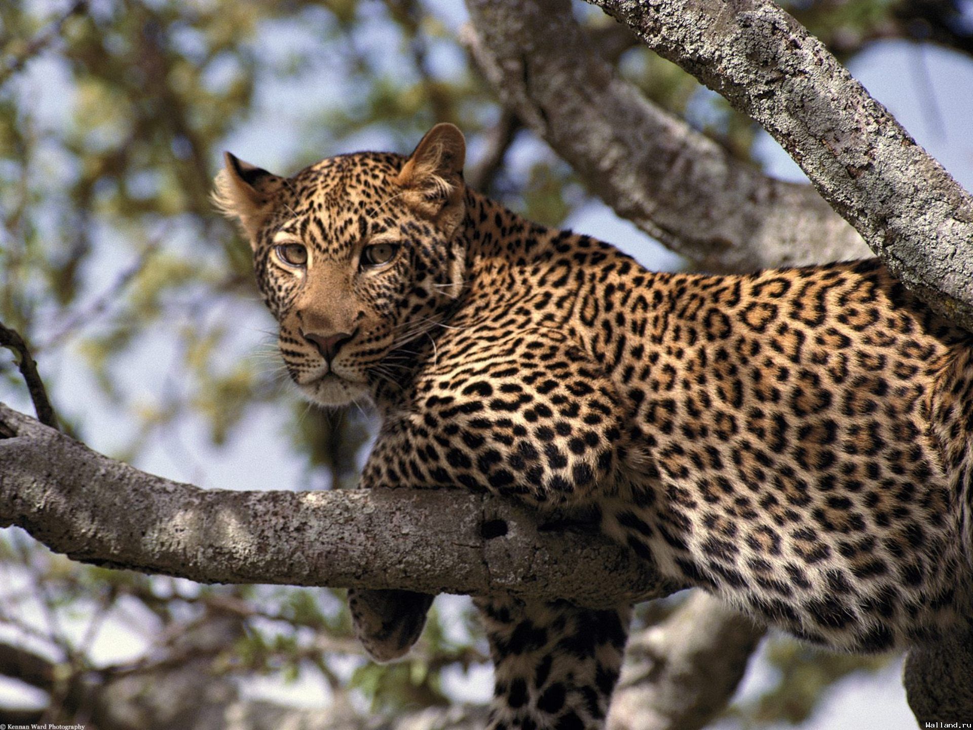 Pikabu is educational. Wild cats of Russia - Russia, Cat family, wildlife, Longpost, Small cats, Big cats