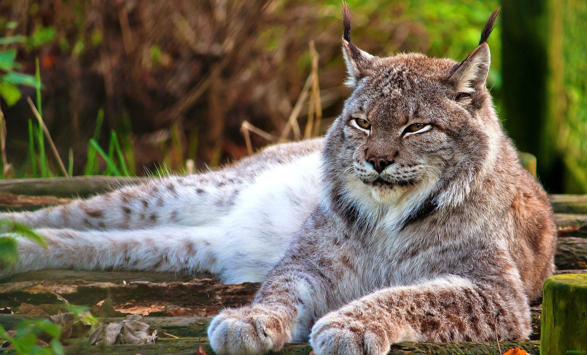 Pikabu is educational. Wild cats of Russia - Russia, Cat family, wildlife, Longpost, Small cats, Big cats