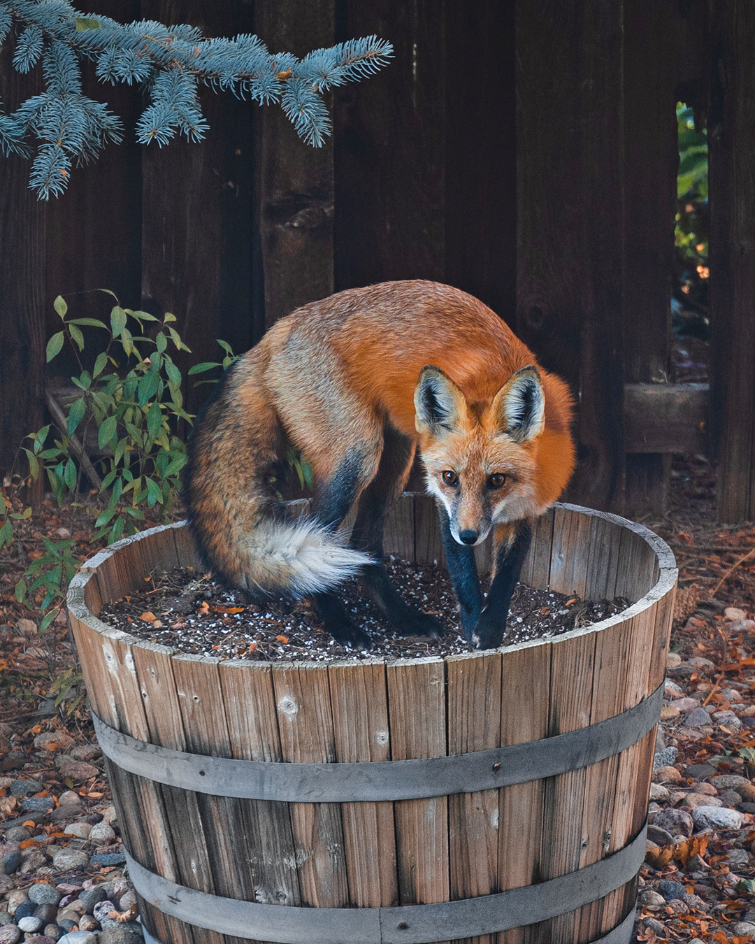 Chanterelle - My, Fox, The photo, Wild animals, Milota, Animals, Longpost