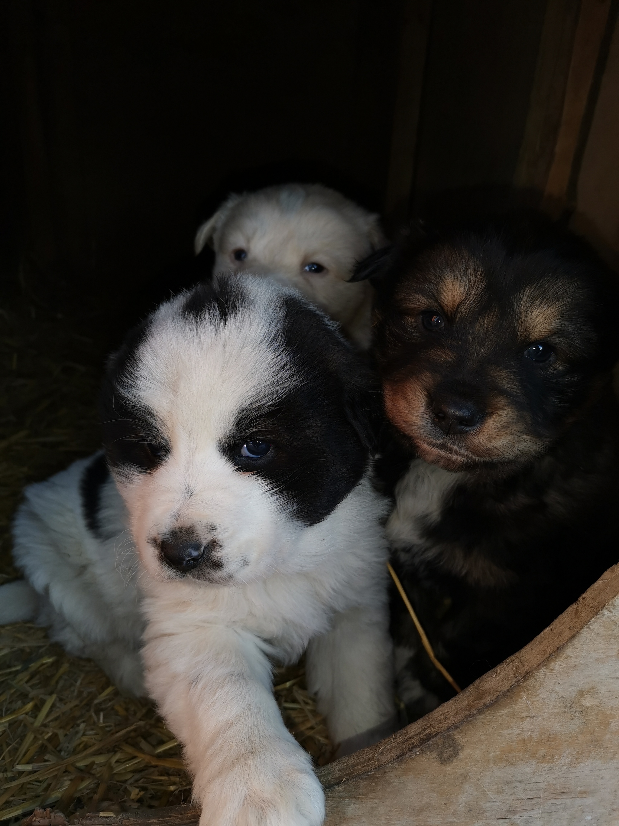 Help us place the puppies - My, In good hands, Help, Longpost, Miass, Chelyabinsk region, Dog, No rating