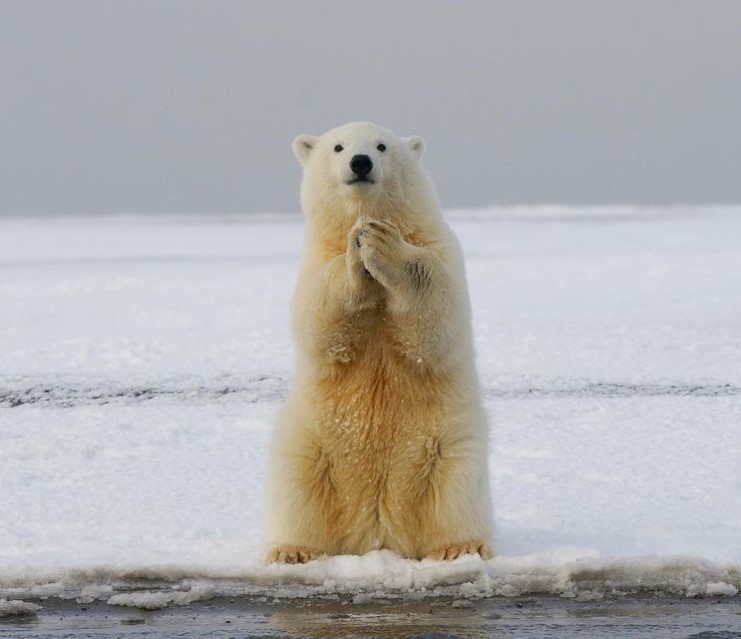 I wish I had some fish! Big, big! - Polar bear, The Bears, The photo, wildlife, Animals