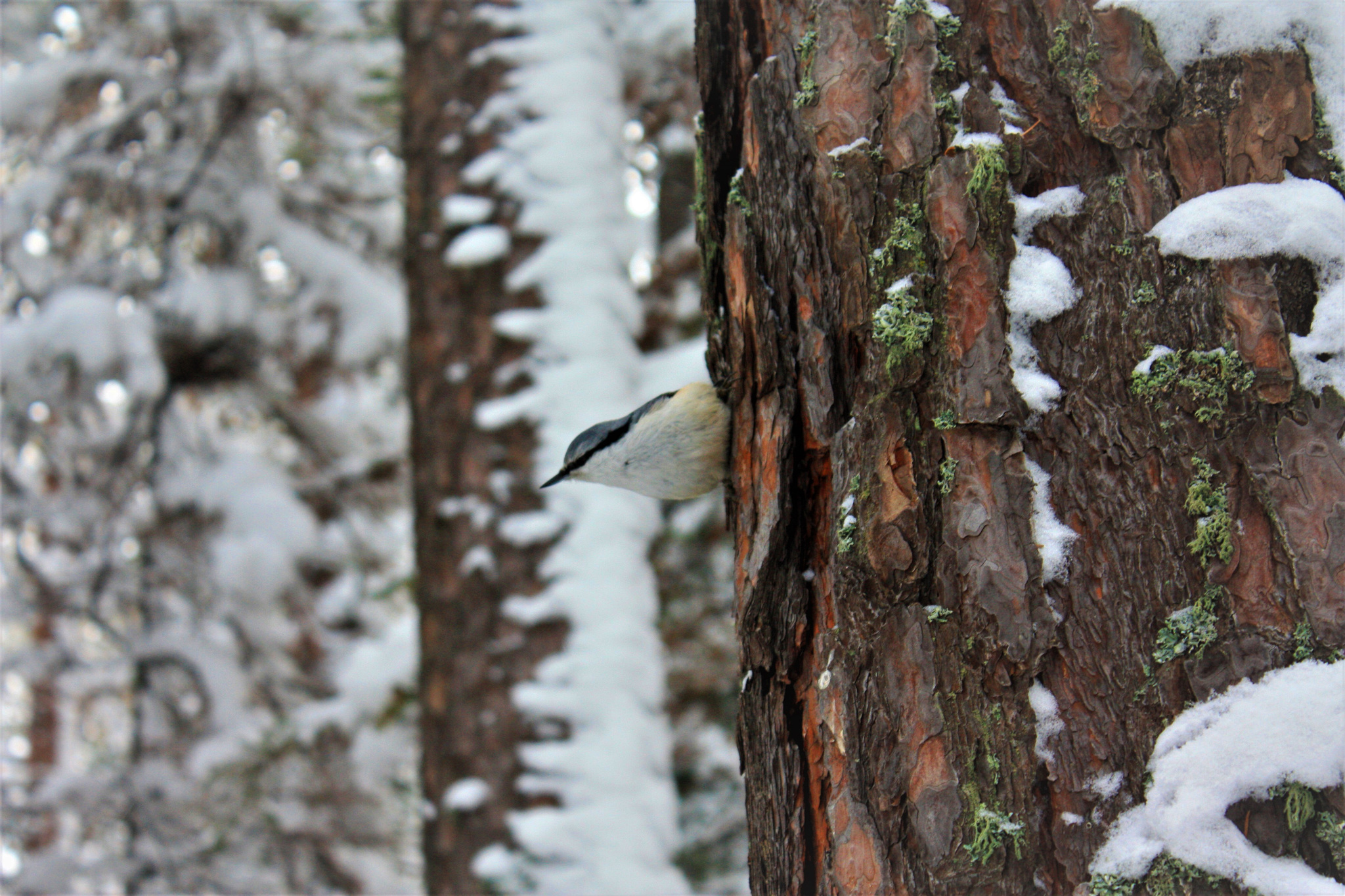 Nuthatch - The photo, Nuthatch, Birds, Forest