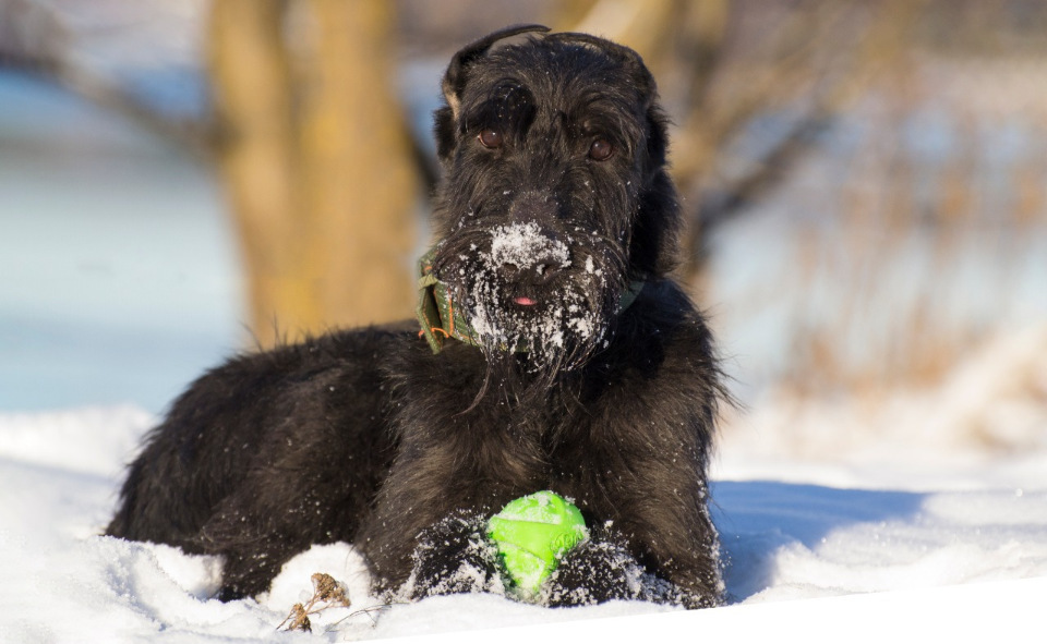 Giant Schnauzer Joker is looking for owners! - My, Giant schnauzer, Schnauzers, In good hands, Dog, Tver, Moscow, Longpost, No rating