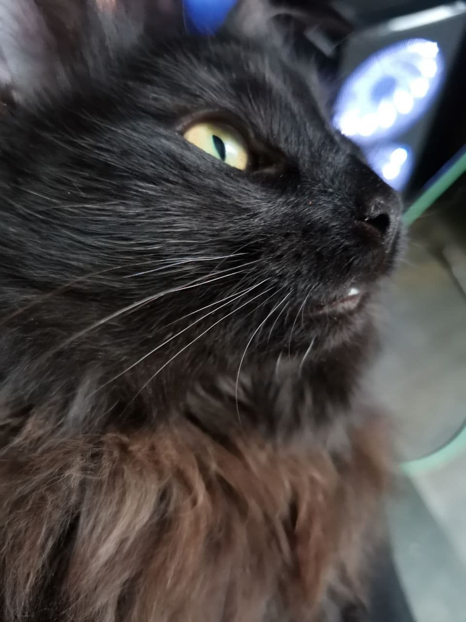 Lost Kitty! Moscow Southern Administrative District! - My, Lost, Black cat, Lost cat, The escape, Yuao, Tsaritsyno, Help me find, Longpost, No rating, cat