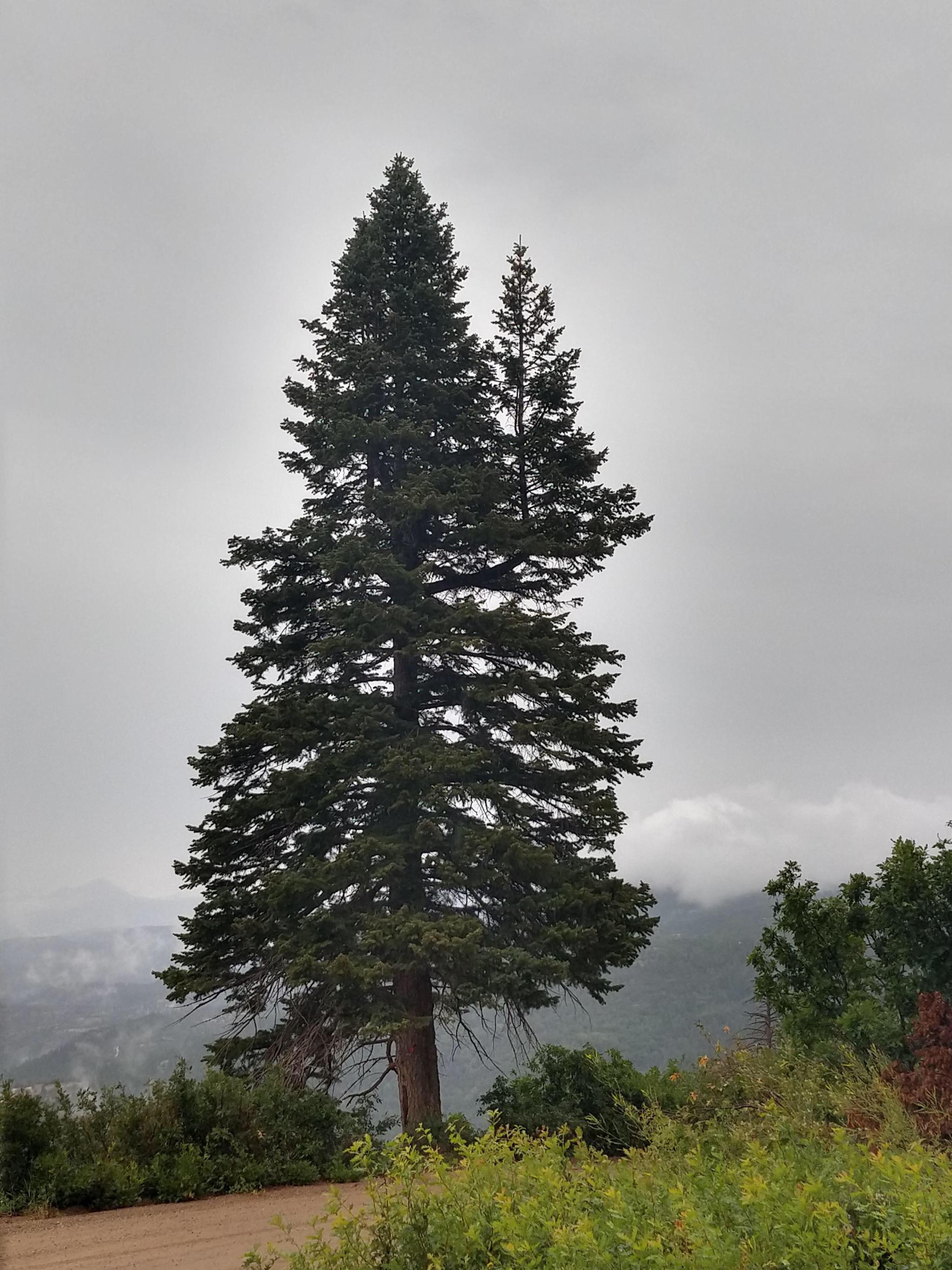 Christmas tree and its little tree - Christmas trees, Tree, Outgrowth