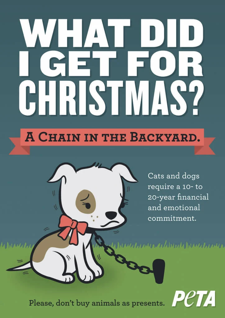 Don't take pets as gifts - cat, Dog, Pets, Lost, Homeless animals, Social problems, Sadness, Longpost