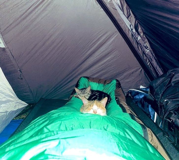 Unexpected guests - cat, Tent