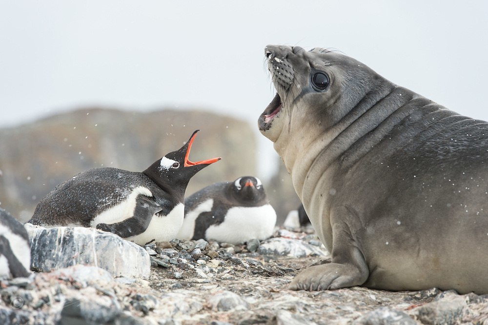 Nezhdanchik - Seal, Unexpected, Kus, Longpost, Penguins