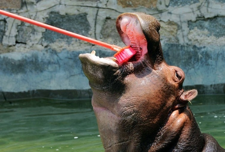 Everyone must maintain hygiene! - hippopotamus, Hygiene, Teeth cleaning, Longpost