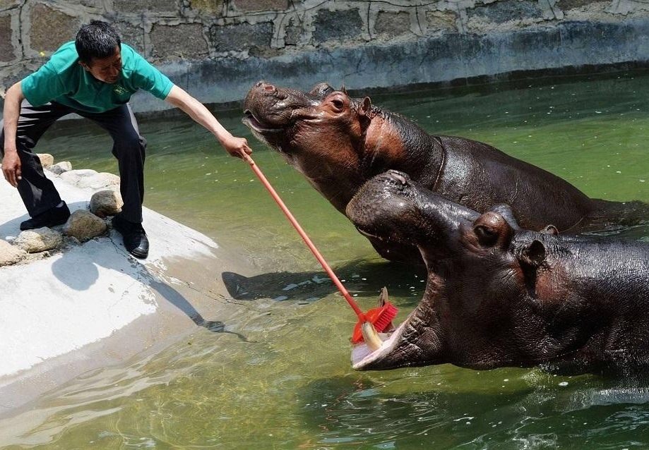 Everyone must maintain hygiene! - hippopotamus, Hygiene, Teeth cleaning, Longpost