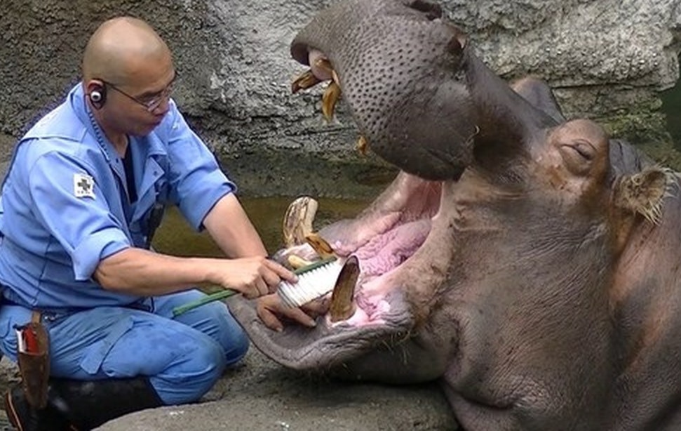 Everyone must maintain hygiene! - hippopotamus, Hygiene, Teeth cleaning, Longpost