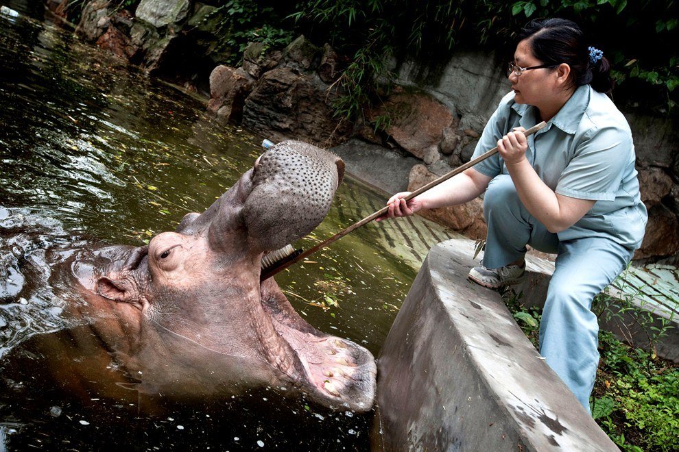 Everyone must maintain hygiene! - hippopotamus, Hygiene, Teeth cleaning, Longpost