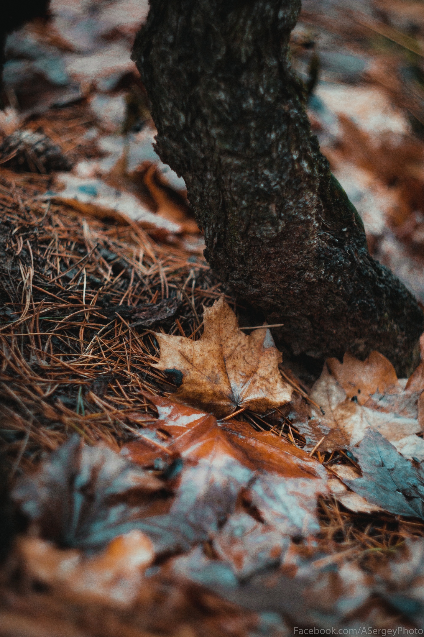 Going out into nature in the Riga Forest - My, Forest, The photo, Atmosphere, Longpost, Winter, Greenery, Leaves