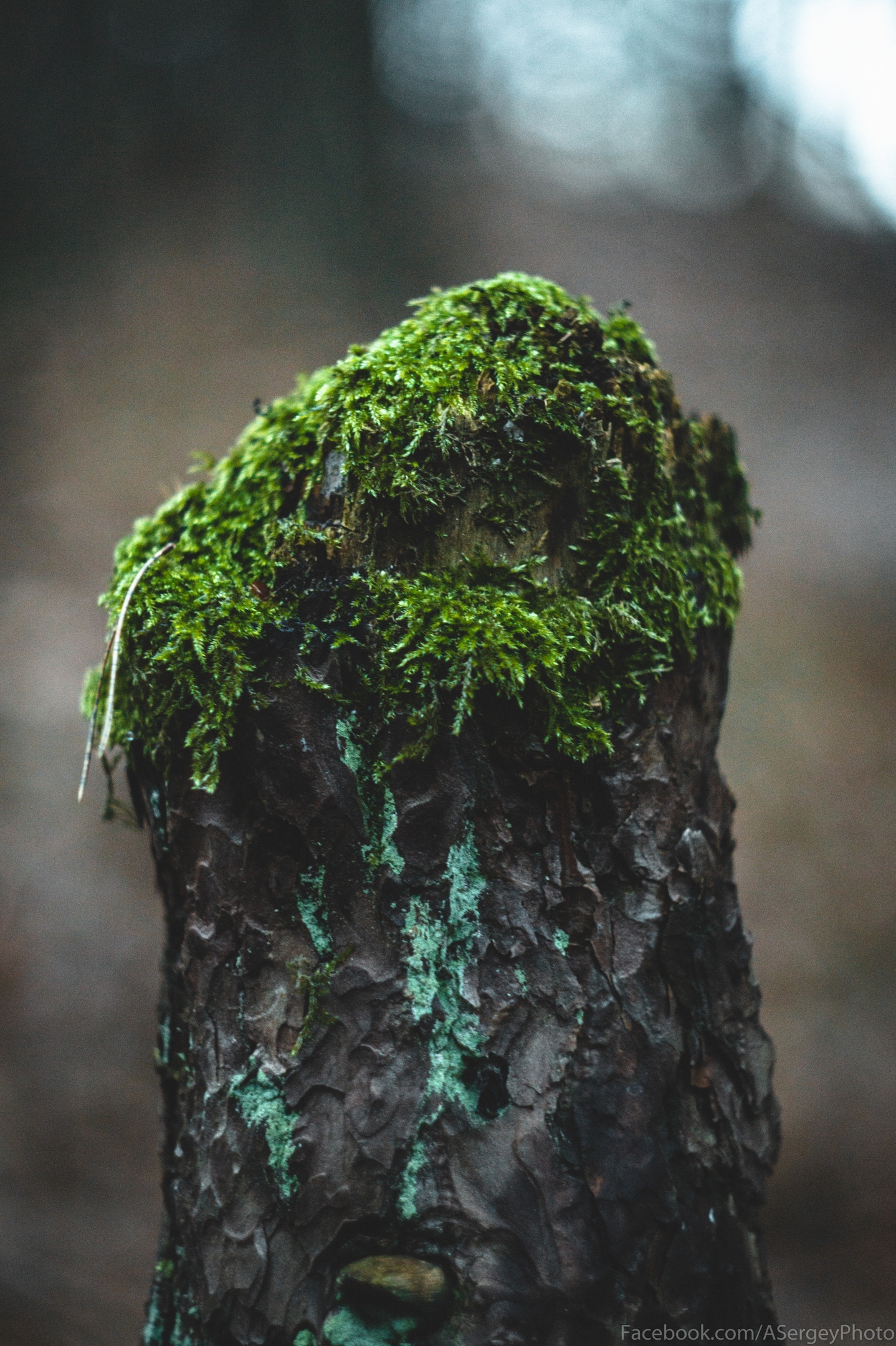 Going out into nature in the Riga Forest - My, Forest, The photo, Atmosphere, Longpost, Winter, Greenery, Leaves