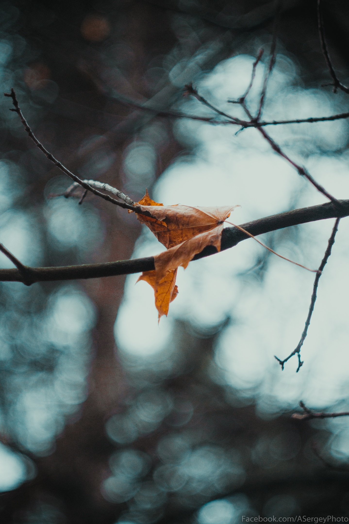 Going out into nature in the Riga Forest - My, Forest, The photo, Atmosphere, Longpost, Winter, Greenery, Leaves