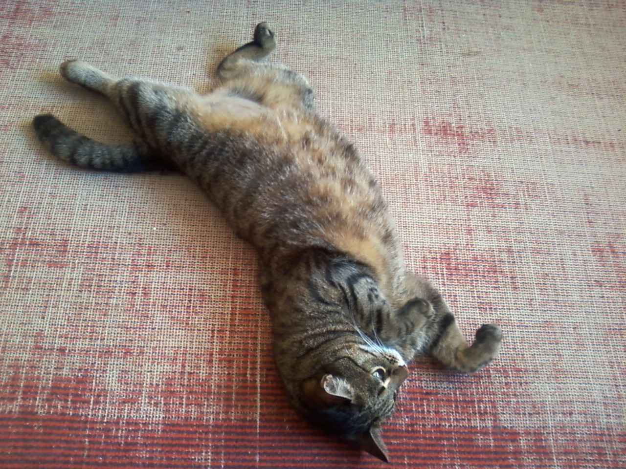 Remembering Summer - My, cat, The photo, Positive, Belly, Longpost