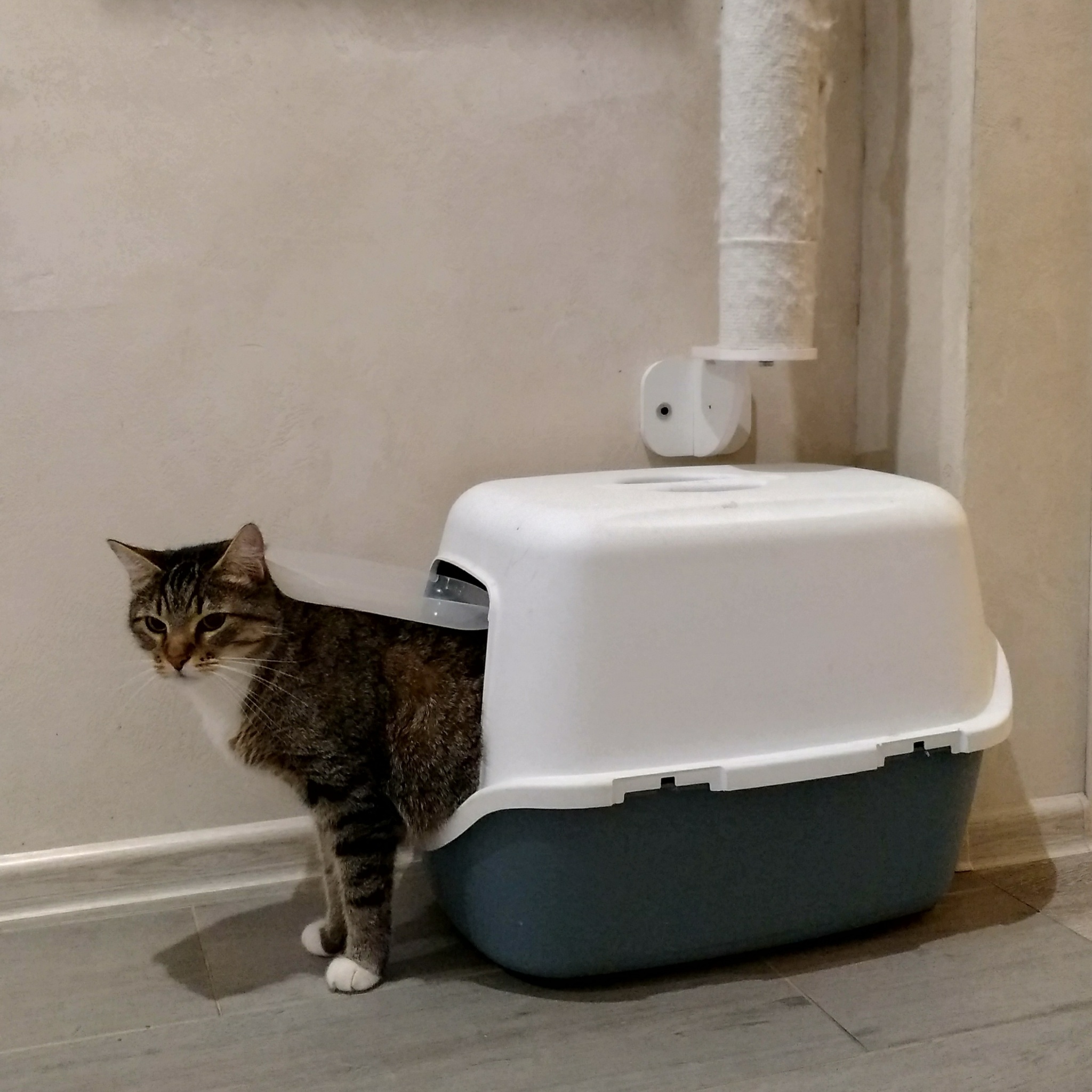 Neatly - My, cat, Toilet