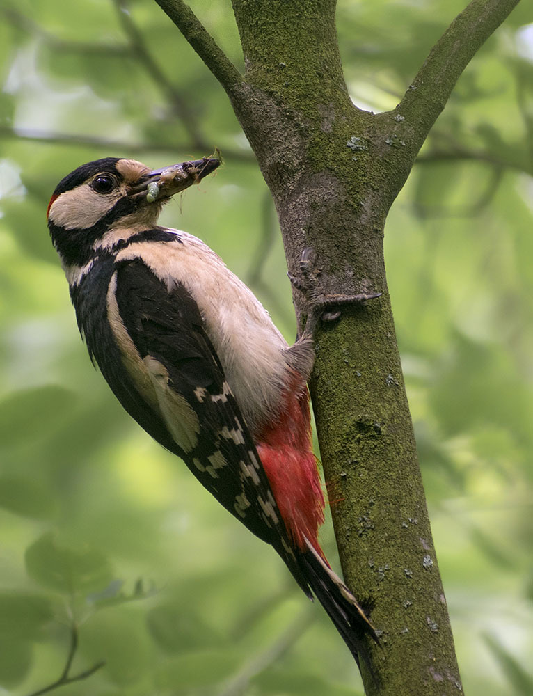 Best of 2020, part of jva - My, Birds, Ornithology, Schelkovo, 2020, Outcomes, Photo hunting, Hobby, Longpost