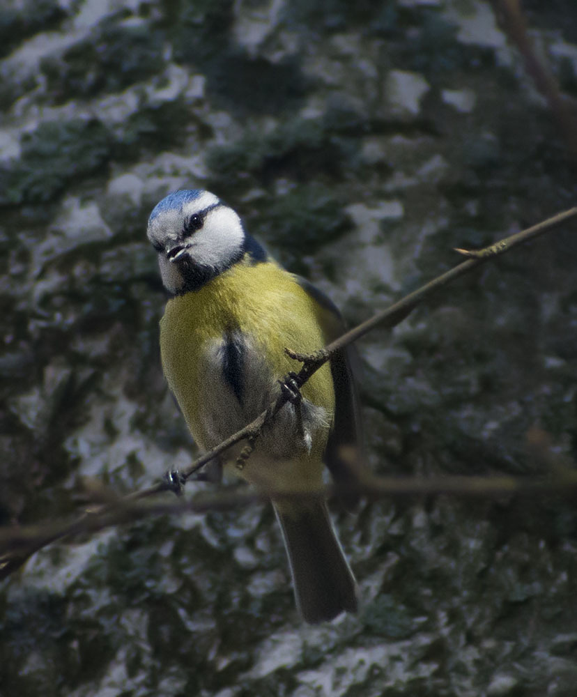 Best of 2020, part of jva - My, Birds, Ornithology, Schelkovo, 2020, Outcomes, Photo hunting, Hobby, Longpost