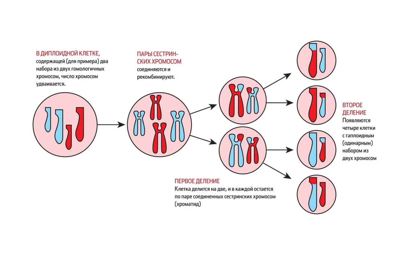 Клетки с гаплоидным набором хромосом. Диплоидный набор хромосом схема. Клетки с диплоидным набором хромосом. В половых диплоидный набор хромосом. В результате мейоза диплоидной клетки получается
