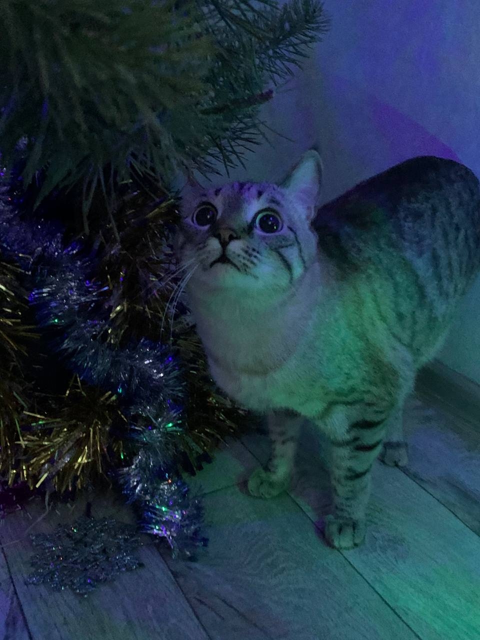 Cat and New Year - My, cat, New Year, Christmas trees, Christmas tree