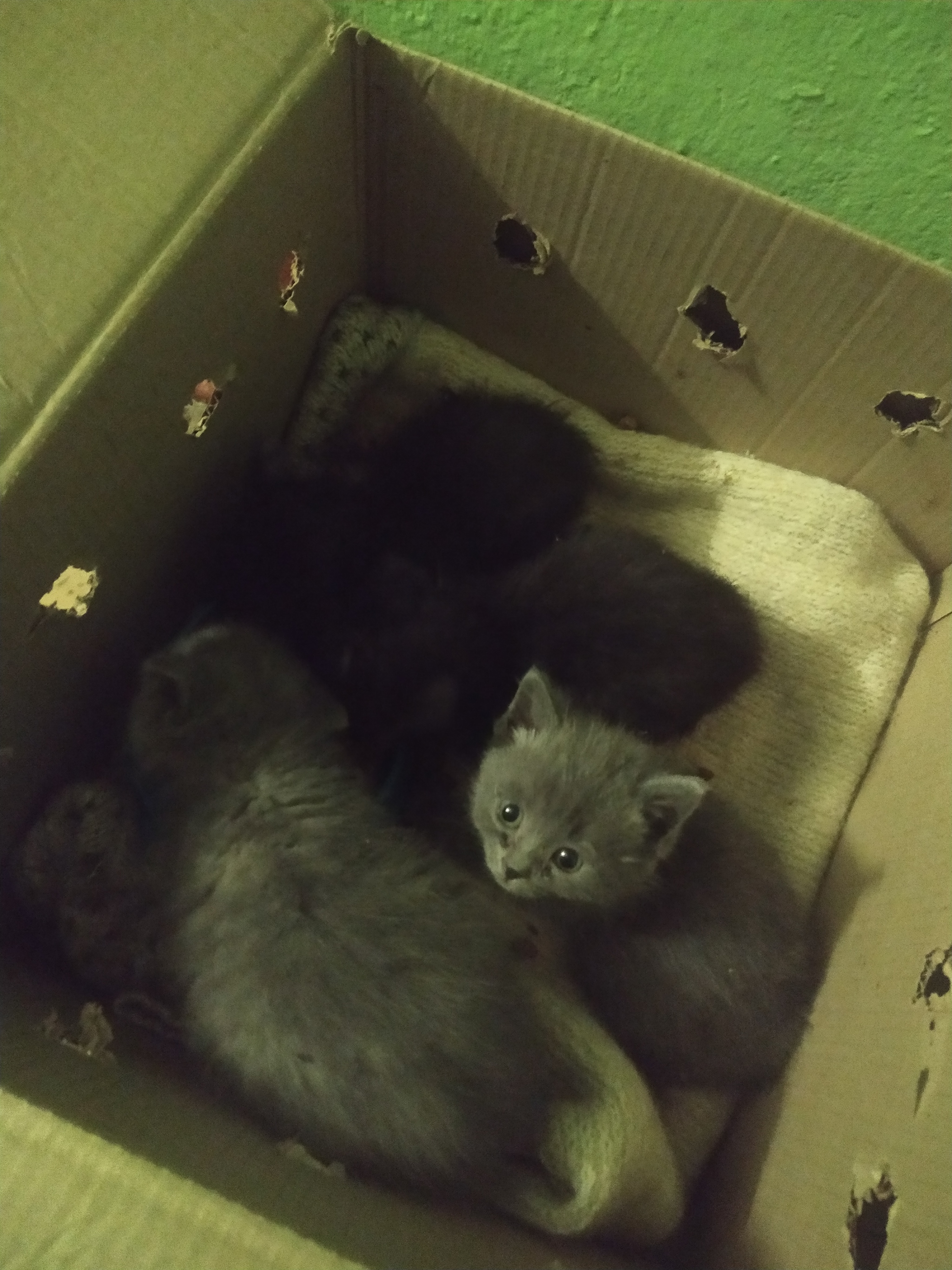 Guys, urgently! - cat, In good hands, Ramenskoe, Within Zhukovsky, Lyubertsy, Moscow, No rating, Kittens