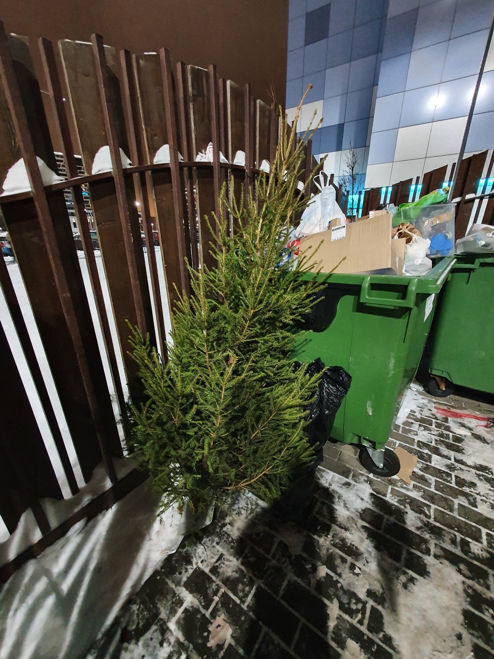 Threw away the Christmas tree - 2021... - My, 2021, Threw away the tree, Weakling, Christmas trees